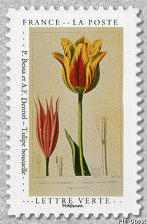 Image du timbre Tulipe bossuelle