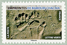 Empreintes de babouin chacma