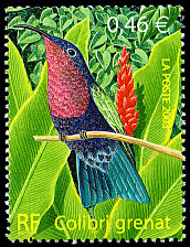 Colibri grenat