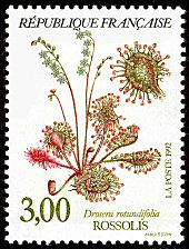 Rossolis ou Drosera rotundifolia