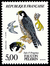 Faucon pèlerin - Falco P. peregrinus