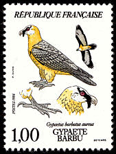Gypaète barbu - Gypaetus barbatus aureus