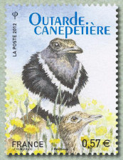 Outarde canepetière