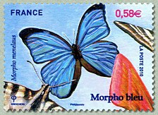 Morpho bleu - Morpho menelaus
<div style=font-weight:normal>Sans impression gaufrée</div>